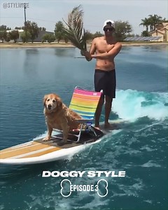 2.7M views · 19K reactions | Dogs are so easily entertained  | LADbible | Facebook