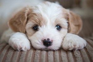 Directions To Build A Puppy Incubator - Cuteness