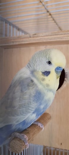 26K views · 1.4K reactions | Looking for a nest box...❤️ #budgiebreeding #budgielife #budgienest #budgiesofinstagram | Jilanibirds | Facebook