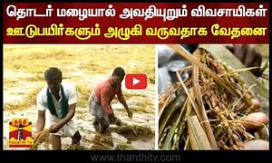 தொடர் மழையால் அவதியுறும் விவசாயிகள் - ஊடுபயிர்களும் அழுகி வருவதாக வேதனை