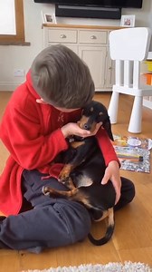 So Cute! 😍 . . . . #dachshundsofinstagram #dachshundappreciation #dachshundpuppies #dachshundoftheday #dachshundpuppy #dachshundlove #dachshund | Dachshund Hub