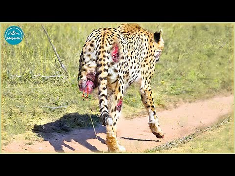 15 Bad Moments Leopards Get Injured While Picking The Wrong Prey | Animal Fight