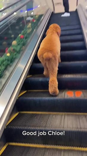 Giant poodle vs Escalator. I was amazed! She is not afraid to ride the escalator anymore @ 6 months 🥰👏 #poodlesoftiktok #giantpoodle
