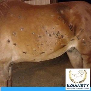What is YOUR horse missing? Equinety - 100% Pure Amino Acids - helping the body heal from a cellular level - No Fillers, No Sugars, No Starches - No Loading Dose! | Equinety