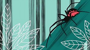 The evolution of animal genitalia - Menno Schilthuizen