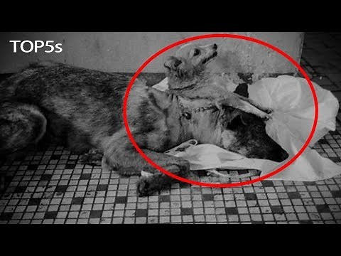 5 TRULY Insane Lab Created Hybrids & Animal Experiments...
