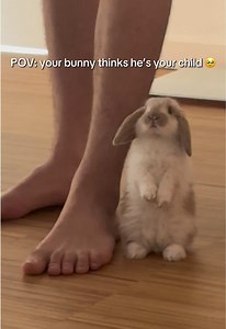 Bunny's Peculiar Standing Habit