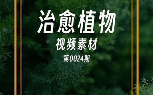0024期 治愈植物