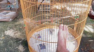 Cougar, just put into cage from molting corner…. Enjoy a bit first then convert into dry food 🤣 | Alan Pang Shama page Singapore