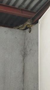 4K views · 151 reactions | Sawa sa CR. Nahirapan kaming hulihin ang sawa #python #Phyton #snake #goodvibes | Jether Llorito | Facebook