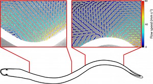Hydromechanical properties of metachronal swimming in polychaetes - Scientific Reports