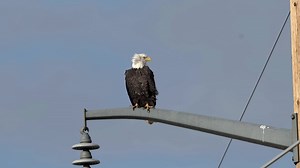 Eagles of Southwest Colorado near Fellowship Baptist Cahone. | Wildlife throughhopeseyes.