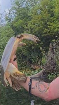 Taking a Bite From a MASSIVE Softshell Turtle!! #wildlife #florida #fishing #nature #animals #shorts
