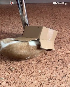 4.7K views · 44 reactions | Big Cat Tries to Fit Into a Small Box  #cat #kitty #funny #animals #OMG | MocoXoco | Facebook