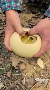 471K views · 3.5K reactions | Collecting Eggs at a Wonderful Ostrich Farm! | Handmade | Facebook