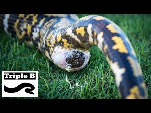 Reticulated Python has a massive bowel movement
