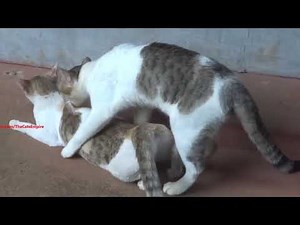 Cats Mating Close up mating cat