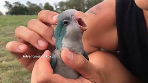 10K views · 322 reactions | One of my little quaker bubs loving his scratches & attention!  #quaker #parrot Full length video on Youtube "Adventures of Roku" | Adventures of Roku | Facebook