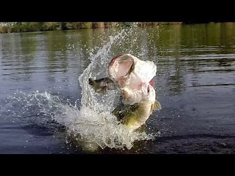 HUGE Topwater Blowups - INSANE Compilation