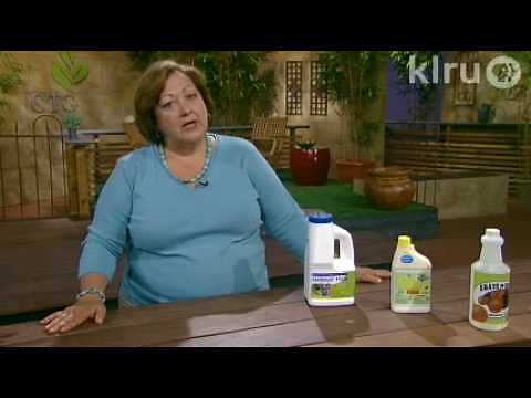 Trisha controls pill bugs: Central Texas Gardener