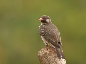 ISSUE #23: Interspecies Communication Is Sweet