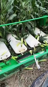 3.3K views · 14 reactions | Corn  harvesting | Denraks Machinery | Facebook