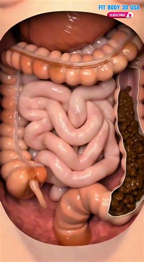 Real Human Feces Excretion Process | Ultra-Realistic Medical Animation
