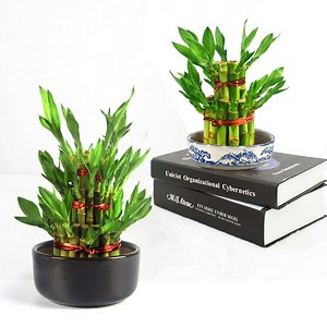 [Hot Item] Green S3 Tower Dracaena Sanderiana Lucky Bamboo Plant Nursery