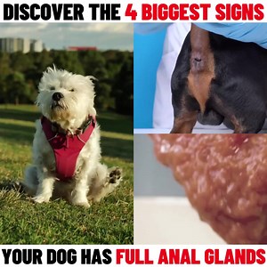 287 reactions · 47 shares | "My dog is on one of the most popular and...