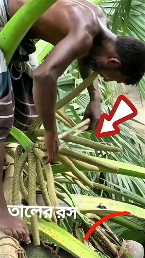 Extracting Sap from Palm Trees 🌴 Traditional Juice Collection Method #shorts #shortvideo #viralvideo