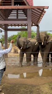 Hello from Duncan and Jake! During a training session a few weeks ago, our Curator of Large Mammals realized that 13-year-old Jake and nine-year-old Duncan, the newest addition to our Endangered Asian elephant bachelor herd, both knew a “wave” behavior. The adorable results can be seen in the video above! 👋 🐘 We're happy to share that Duncan continues to settle in wonderfully to his new home and with his new herd mates. Next time you visit the Zoo, be sure to stop by Toyota Elephant Passage fo