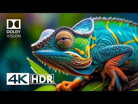 4K HDR Video ULTRA HD 120 FPS - Dolby Vision