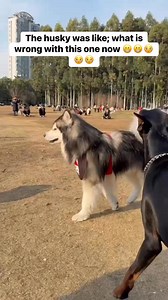 1.4K views · 18 reactions | The husky was like: can you stop your bullshit now  #letsgo #fypシviralシ2025viral #fyiシ゚viralシ | Precious Praiz | Facebook