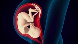 Pregnant Woman Fetus Womb 3d Illustration Stock Footage Video (100% Royalty-free) 3447550979 | Shutterstock