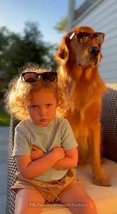 The attitude is 10/10. 💅 No photos please, he’s very busy being an icon. ✨#goldenretriever #toddlerlife #MainCharacterEnergy #NoPhotosPlease #FamousPets #funnydogs #dogmanager #ViralDuo #goldenretrieverdaily #toddlersoffacebook #funnydogs #toddlerlife #wholesomecontent | FamilyMoment Factory