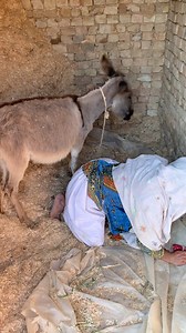 my funny 🤣 viral donkey 🤣😂 New video #donkey #funny #videos #facebookviral L.S.donkey | L.S.donkey