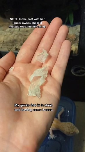 Leopard gecko struggling to shed | Chloe Hyatt