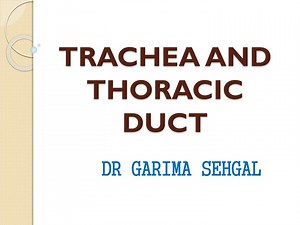 TRACHEA AND THORACIC DUCT - SlideServe