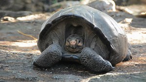 Giant Tortoise Feared Extinct Reappears After 113 Years