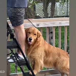 50K views · 4.3K reactions | When your dog is the only one who loves the real | Whispers in the Dark | Facebook