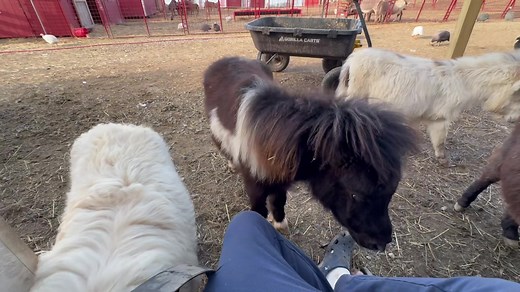 11 reactions | “GAIL OUR MICRO MINI MARE HARASSING REBA THE WHITE GUARD DOG !” #equinetherapy. #miniaturehorse #minidonkey | Donkey Kingdom | Facebook