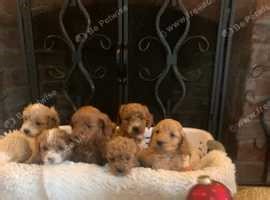 8 cockapoo puppies F1B
