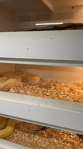 Our updated 8 foot long x 9 foot high reptile rack | Animal Magic, Inc.