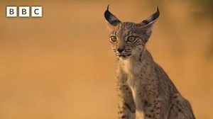 BBC Lynx kittens find refuge on a farm | Parenthood - BBC advert UK