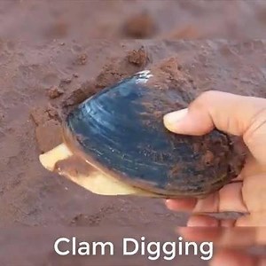 Clam Digging - How To Dig Clams On The Beach | AnimalsWow