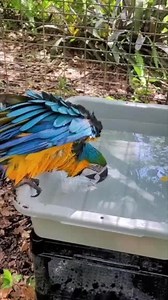 7K views · 197 reactions | #macaw enjoying a nice #bath on a hot day! #cute #animalrescue | The CARE Foundation | Facebook