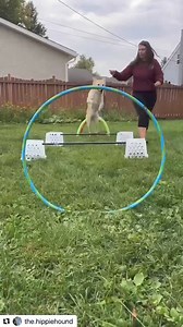 15 reactions · 6 comments | Make a homemade agility course for your dog…Total cost: $14  Memories made: Priceless 﫶 Check out @the.hippiehound video on a cheap and easy agility course for your dogs!  #TrainingTipTuesday #agility #agilitycourse #doglife #dogs #ocpbr #pitbull #fun #memories | Orange County Pit Bull Rescue | Facebook