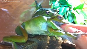 Today Round Frog has enjoyed One Stolen Treatie and One Treatie with Double Extra Finger Topping! | Stickyfrogs