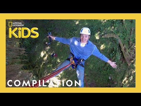 Explore U.S. National Parks to Learn About Trees 🎄 | Nat Geo Kids Compilation | ‪@natgeokids‬