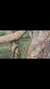 Pams diamond python she rescued out of a cat trap a couple of nights ago. No damage to its tail, safely returned to the bush | Illawarra Snake Catcher